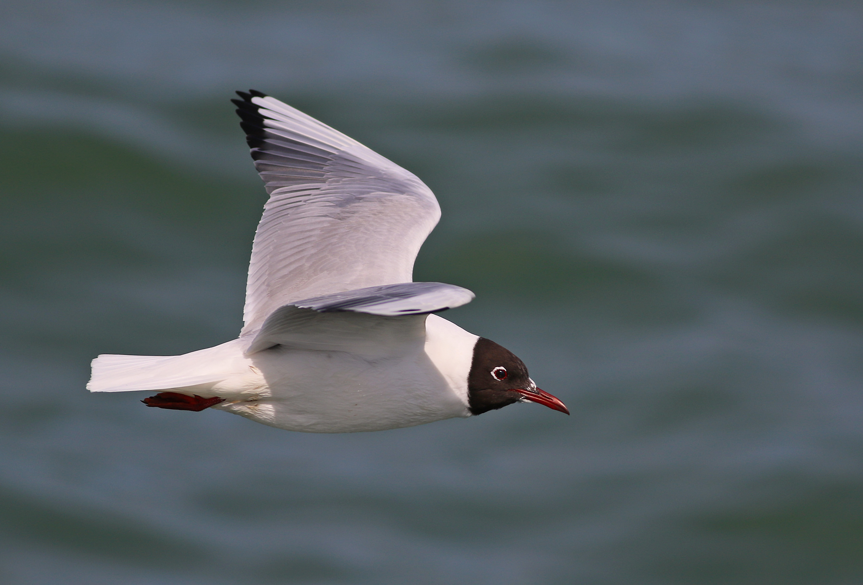 Black-headed Gull